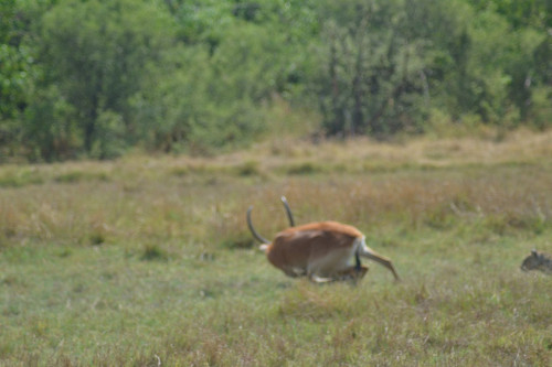Nhưng cuối cùng linh dương vẫn thắng, có điều nó đã bị thương ở chân.