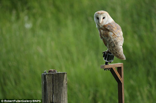 Cú cái một mình chênh vênh trên hàng rào với đôi mắt buồn xa xăm.