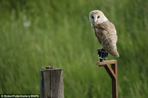 Cú cái một mình chênh vênh trên hàng rào với đôi mắt buồn xa xăm.
