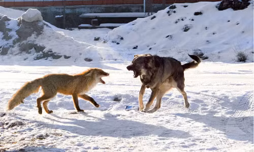 Con chó Shrek đã dũng cảm lao vào chiến đấu với con cáo hoang để bảo vệ cậu chủ Maxim, 10 tuổi của gia đình Kurguzov. Sau đấy, cha của cậu bé đã phát hiện ra và nhanh chóng giải thoát cho cả hai.