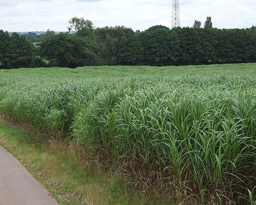 Một số loại cỏ với bộ rễ rộng đang được nghiên cứu để có khả năng hấp thụ carbon trong đất – giúp các nhà môi trường giải quyết phần nào vấn nạn ô nhiễm hiện nay.