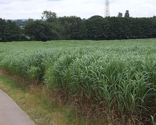 Một số loại cỏ với bộ rễ rộng đang được nghiên cứu để có khả năng hấp thụ carbon trong đất – giúp các nhà môi trường giải quyết phần nào vấn nạn ô nhiễm hiện nay.