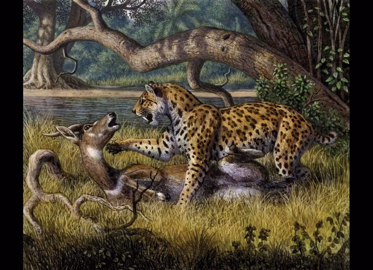 Voi, tê giác, ngựa non đều có thể trở thành mồi ngon của hổ răng kiếm. Giống như con sơn dương này, chúng sẽ bị cắn vào cổ và chảy máu cho đến chết.