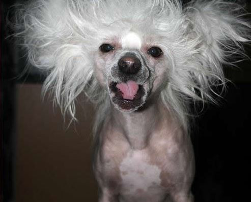 Đây chính là minh họa chính xác nhất cho cụm từ “tức xù lông”.