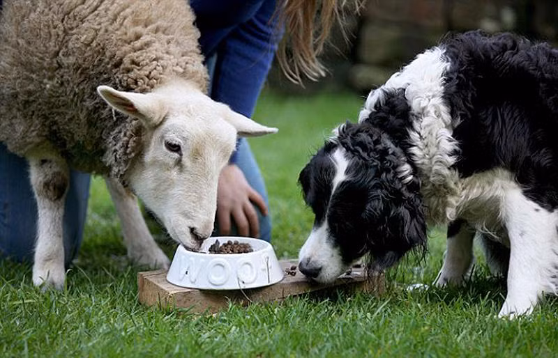 Tuy nhiên, do tách rời bầy đàn ngay từ lúc mới sinh và lại được sinh hoạt cùng với lũ chó chăn cừu nên Keith luôn nghĩ mình là chó, Keith không chịu ăn cỏ mà thay vào đó là ăn thức ăn khô dành cho chó.