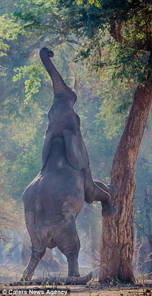 Loài voi rất hiếm khi đứng bằng hai chân sau vì sức nặng của cơ thể.