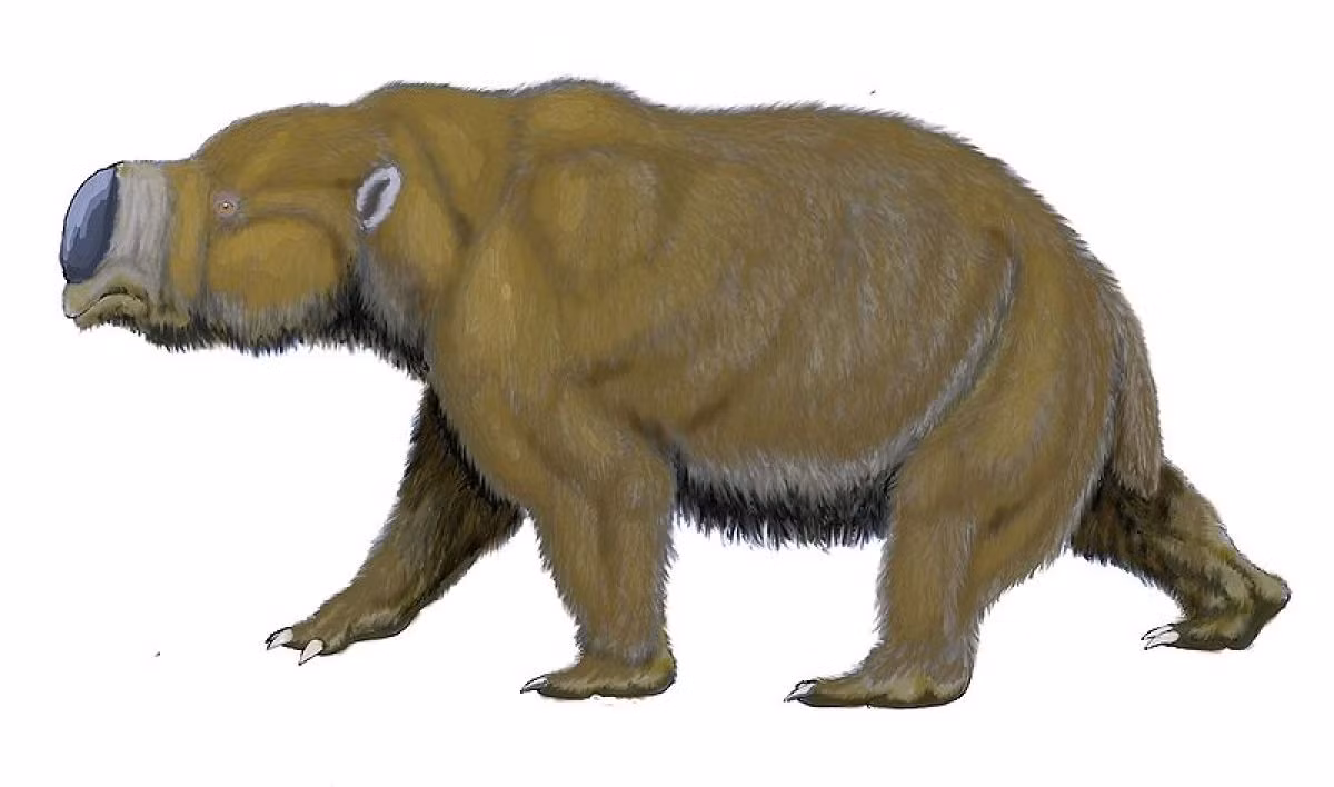 Diprotodon optatum là loài thú có túi lớn nhất từng lang thang khắp lãnh thổ Australia.
