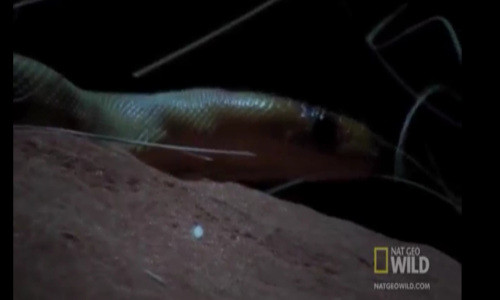 Căn cứ vào những tín hiệu ấy, não sẽ biết được chướng ngại vật là con mồi hay kẻ thù