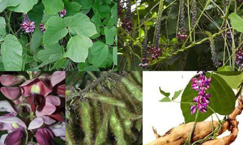 Nhựa tiết ra từ cây sắn dây được cho là làm rắn sợ và tránh xa.