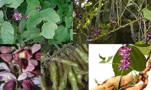 Nhựa tiết ra từ cây sắn dây được cho là làm rắn sợ và tránh xa.