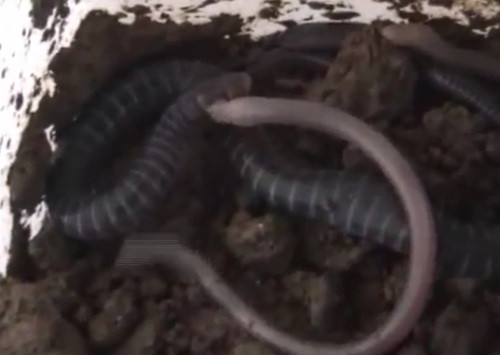 Giun con bám lấy phần đuôi của giun mẹ, sau đó dùng răng và ăn phần da ở cuối đuôi của chúng.