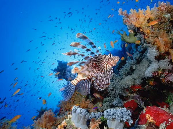 Có nguồn gốc từ vùng Ấn Độ Dương - Thái Bình Dương, cá mao tiên đã vô tình xâm nhập vào vùng biển Caribbean và vùng biển ngoài khơi miền nam Hoa Kỳ vào năm 1992 sau cơn bão Andrew.