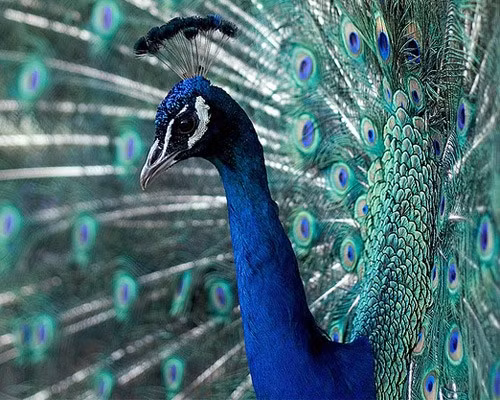 Khi trùm ma túy Mexico với biệt danh “Vua” Zambada bị bắt, cảnh sát tìm thấy hẳn một trang trại và vườn thú tư nhân, trong đó có một con công hết sức lộng lẫy. Sau khi bị tịch thu, người ta đã chuyển con công này đến vườn thú Zacango ở Toluca, Mexico.