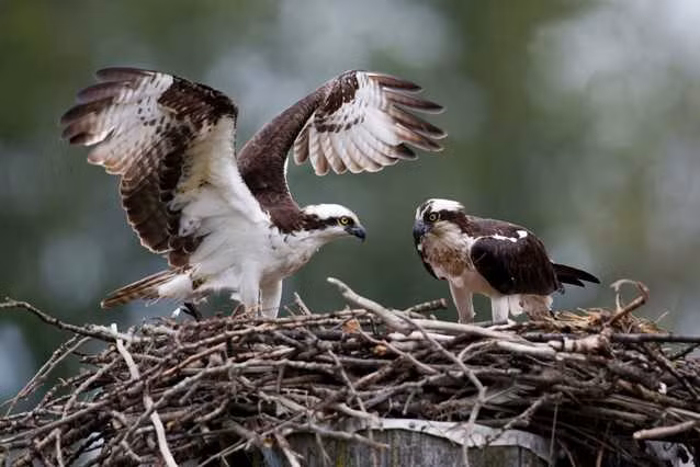 Chim ưng biển cũng là loài kết hôn trọn đời nhưng nếu trải qua một mùa sinh sản tồi tệ, chúng sẽ tự “giải tán” và đi tìm bạn đời khác.