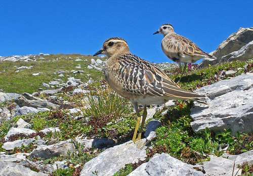 Chim choi choi. Đây là loài chim làm tổ ở mặt đất, vì thế nên khi đẻ trứng, chúng luôn gặp những mối nguy hiểm ở khắp nơi. Để bảo vệ tổ của mình, chim bố hoặc chim mẹ sẽ đi xa khỏi tổ. Lúc này, nó sẽ quặp một cánh lại, còn cánh kia vỗ liên tục giả “đóng kịch” thành một con chim bị thương.
