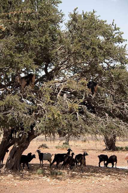 Tán cây cũng là nơi tránh nắng của bầy dê.