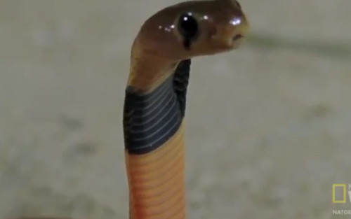 Sau đó, những phân tử này được đưa vào những hốc nhỏ đặc biệt trong miệng rắn, cơ quan Jacobson.