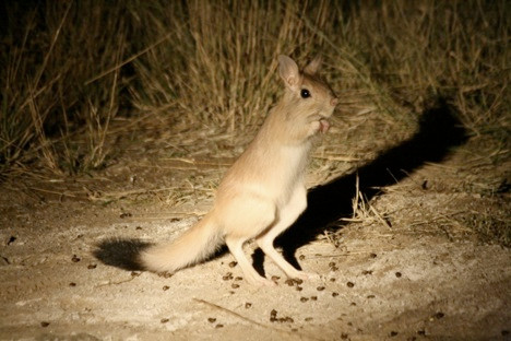Thỏ rừng châu Âu có sự chuyên môn hóa khá rõ giữa tay và chân, khiến nhiều người liên tưởng tới những con kangaroo.