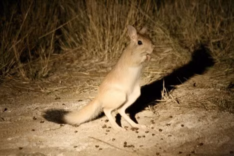 Thỏ rừng châu Âu có sự chuyên môn hóa khá rõ giữa tay và chân, khiến nhiều người liên tưởng tới những con kangaroo.