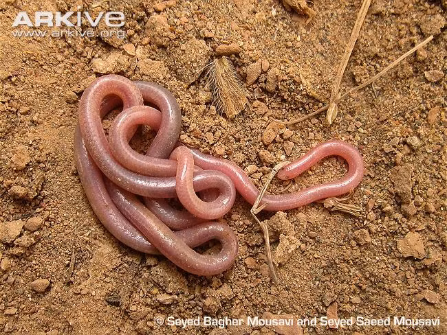 Sinh vật màu hồng nhạt, da trơn pha nâu này không phải là một con giun đất.