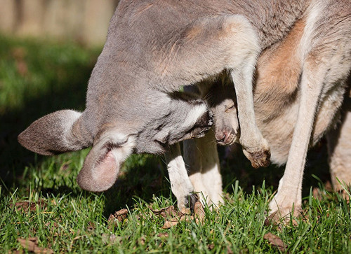 Kangaroo mẹ kiểm tra kangaroo con.