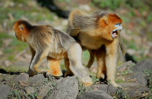 Khỉ vàng hoang dã được tìm thấy ở ngọn núi Qinling, Trung Quốc.