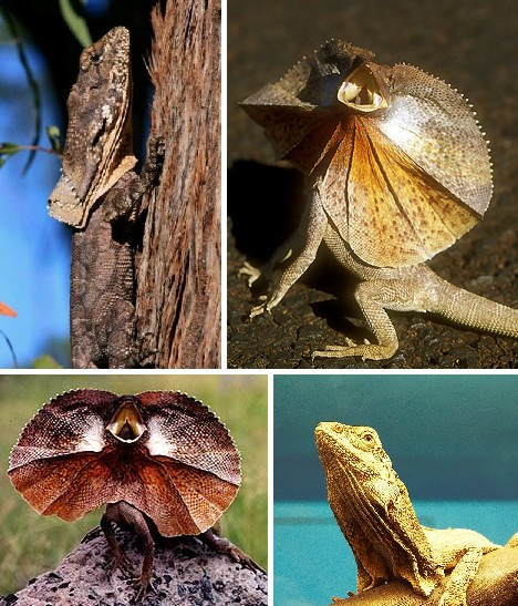 Thằn lằn cổ diềm có chiếc cổ hết sức đặc biệt với khả năng xòe rộng khiến kẻ đi săn lầm tưởng kích thước của chúng và bỏ qua con mồi này.