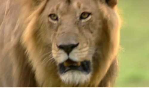 Sư tử đói mồi đang rình mò đàn báo con.