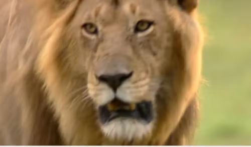 Sư tử đói mồi đang rình mò đàn báo con.