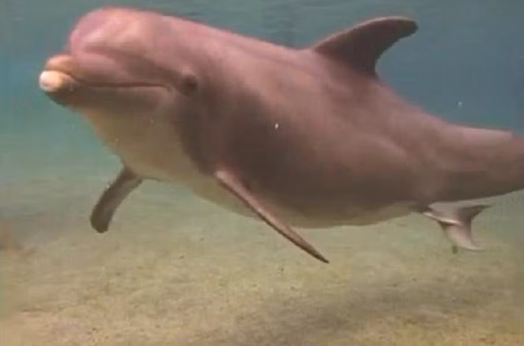 Tăng cân là hiện tượng bình thường của mọi loài động vật khi mang thai nhưng có lẽ không có loài nào tăng nhiều như cá heo.