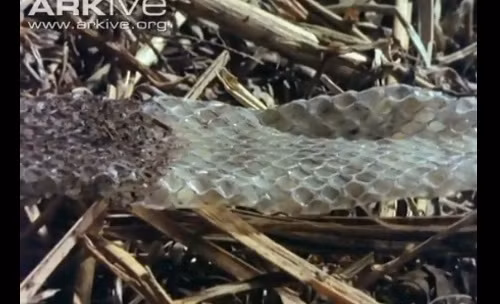 Lớp da bị loại bỏ giữ nguyên vẹn dấu vết của kiểu vảy.