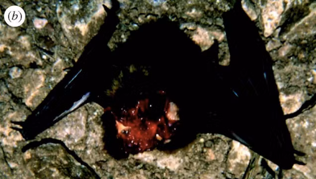 Bản năng săn mồi của chúng chắc chắn được thử thách qua thời gian dài khiến chúng trở thành loài chim đáng sợ. Con quạ này là một trong những con mồi đáng thương của nó