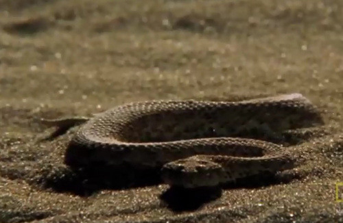 Cơ quan này đã khiến rắn có thể ngửi, theo con đường để tìm săn những con mồi.