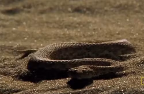 Cơ quan này đã khiến rắn có thể ngửi, theo con đường để tìm săn những con mồi.