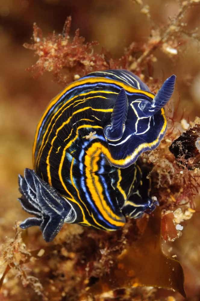 Những chú hải sâm nhỏ nhắn, rực rỡ và mềm mại được coi là đồ trang trí đầy màu sắc của đại dương bao la.