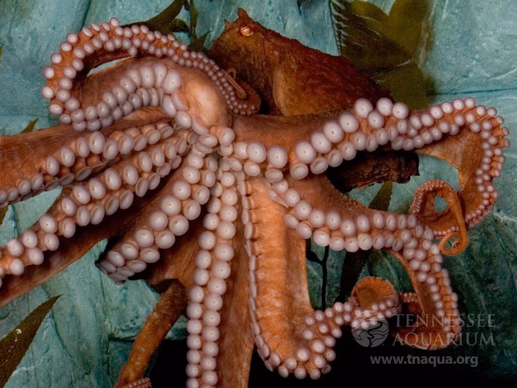 Bạch tuộc khổng lồ Thái Bình Dương có lẽ nên được vinh danh là bà mẹ cao cả nhất thế giới. Sau khi đẻ trứng, chúng chỉ quanh quẩn ở tổ, thổi dưỡng khí cho 50.000-70.000 quả trứng của mình suốt 6 tháng.