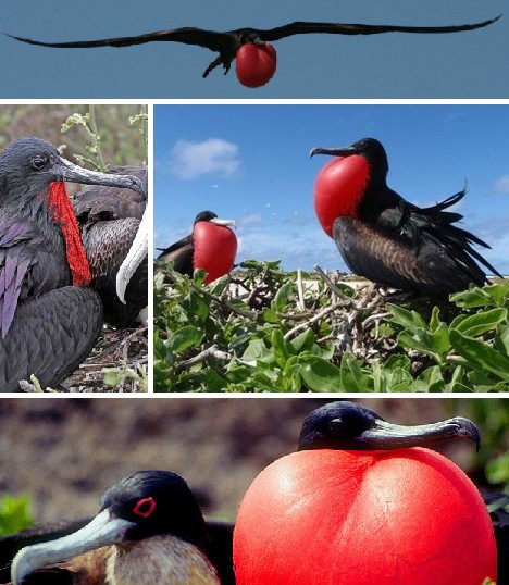 Cốc biển đực có một túi bướu cổ màu đỏ, được bơm căng lên vào mùa sinh sản để thu hút con cái.