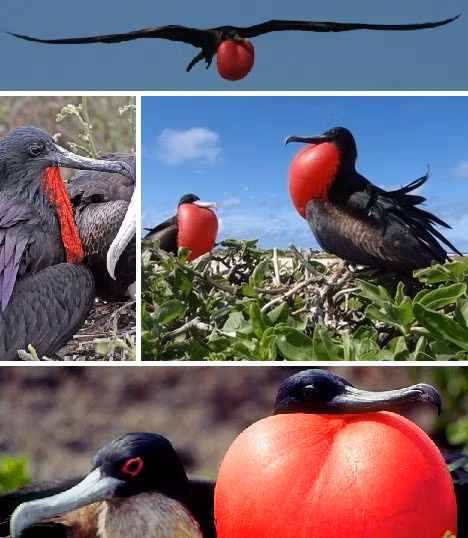 Cốc biển đực có một túi bướu cổ màu đỏ, được bơm căng lên vào mùa sinh sản để thu hút con cái.