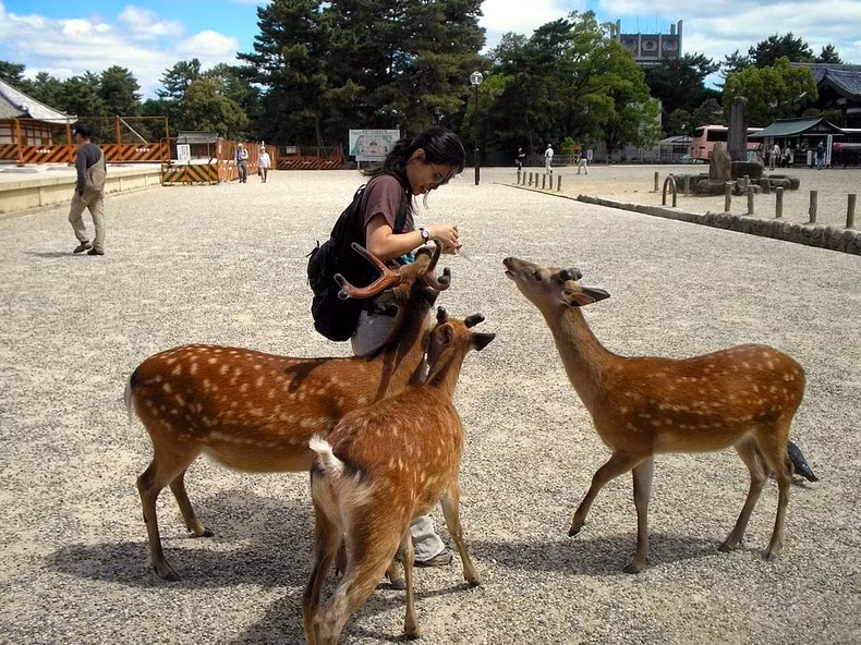 Rất nhiều du khách tỏ ra thích thú với bầy nai thân thiện và dạn dĩ nhưng cũng không ít người khó chịu vì sự mạnh dạn quá mức của chúng.
