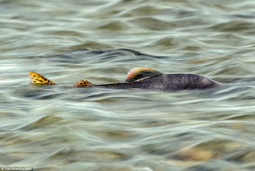 Chú cá hồi đang trồi dậy khỏi mặt nước.