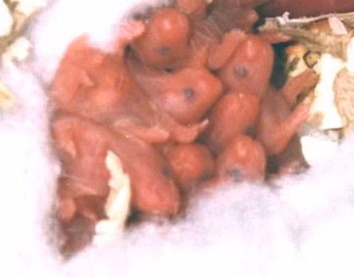 Chỉ cần cảm thấy một chút nguy hiểm vô cùng nhỏ là chuột mẹ sẽ “ăn sống nuốt tươi” chuột con ngay lập tức. Còn nếu bạn cố tình cứu chuột con, chuột mẹ sẽ lâm vào tình trạng hoảng loạn.