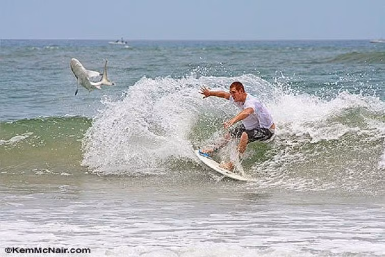 Một hình ảnh đầy hãi hùng khác trên bãi biển New Smyrna năm 2008.