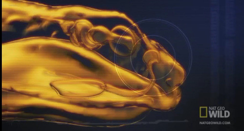 Các hốc phân tích phân tử mùi và chuyển đổi chúng thành những tín hiệu điện và gửi tới não.