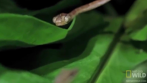 Cơ quan Jacobson cùng với lỗ mũi đã tạo nên một khứu giác sắc sảo cho rắn.