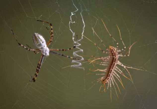 Hai đối thủ nguy hiểm đang vờn nhau trong vòng đấu cho chính con nhện giăng ra.