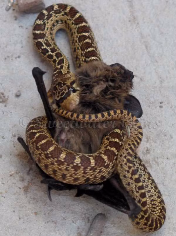 Con dơi đầy lông lá dần dần “chui” vào miệng rắn.