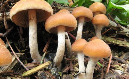 Đây là một sự thay đổi đáng kinh ngạc. Lý do là vì chất psilocybin có trong nấm đã tác động lên vùng cảm xúc trong não.