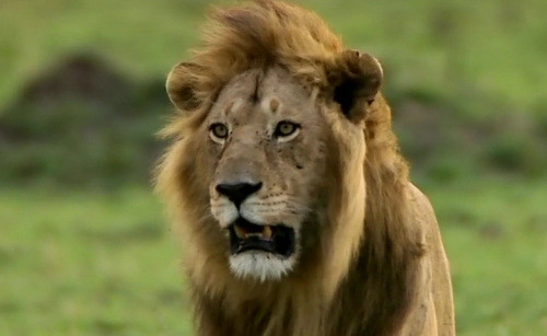 ... vô cùng giận dữ và tiếc nuối đàn báo con.