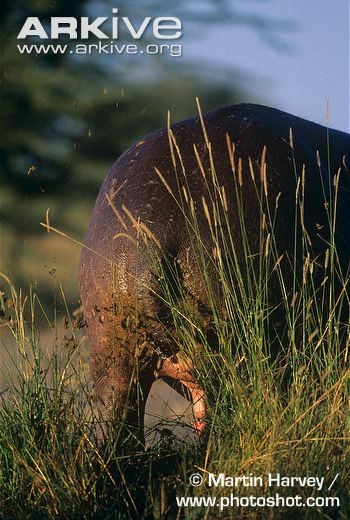 Không chỉ đấu đá giành bạn tình, hà mã còn có ý thức bảo vệ lãnh thổ nghiêm ngặt. Tuy nhiên, cách đánh dấu lãnh thổ của chúng không được vệ sinh lắm.