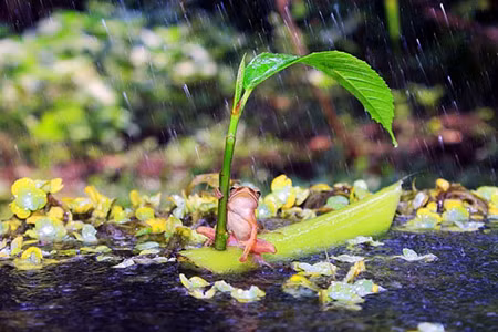 Chiếc bè độc đáo lại có lá che mưa của chú ếch.